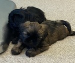Small breeder photo