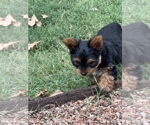 Medium Photo #8  Breeder Profile in NORMAN, OK, USA