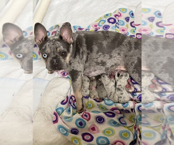 Medium Photo #10  Breeder Profile in LAKE WALES, FL, USA