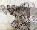 Small #9 Breeder Profile image