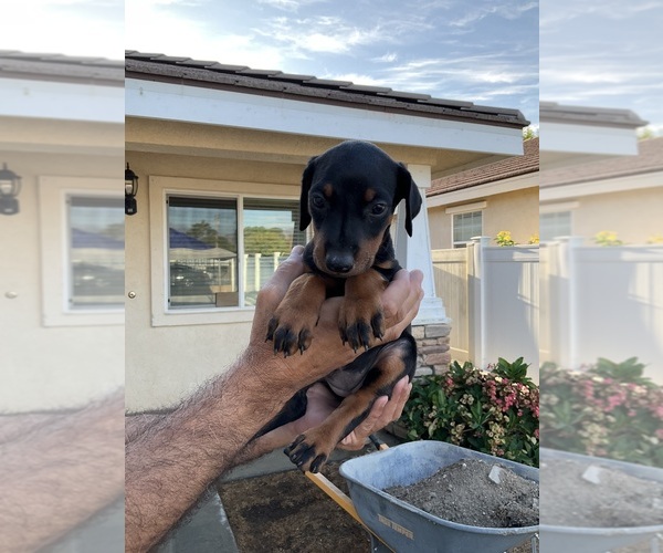 Medium Photo #1  Breeder Profile in HIGHLAND, CA, USA