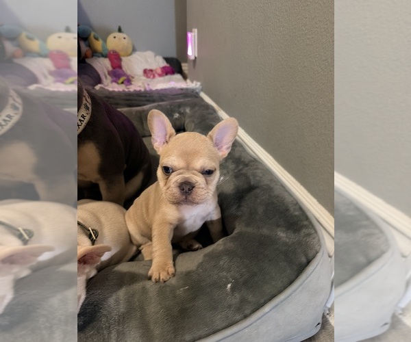 Medium Photo #2  Breeder Profile in NORTH LAS VEGAS, NV, USA