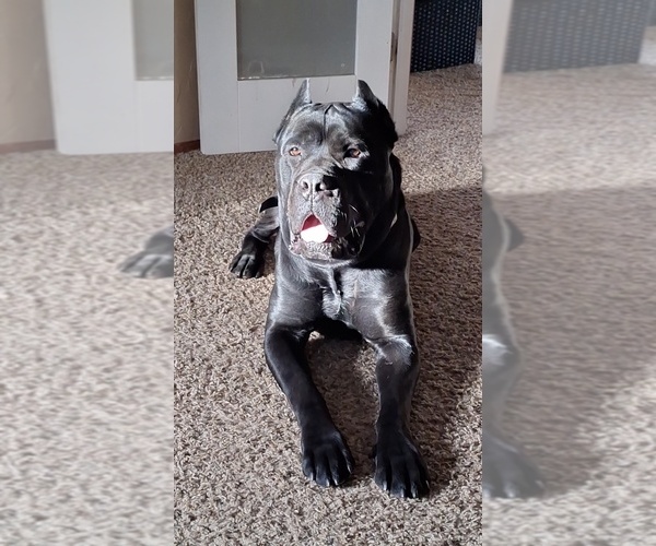 Medium Photo #6  Breeder Profile in WAUWATOSA, WI, USA