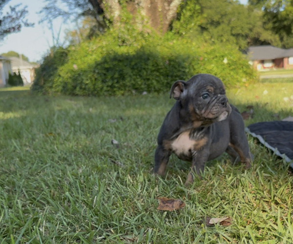 Medium Photo #5  Breeder Profile in PACE, FL, USA