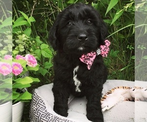 Main photo of Poodle (Standard) Dog Breeder near LEBANON, MO, USA