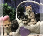 Small #1 Breeder Profile image