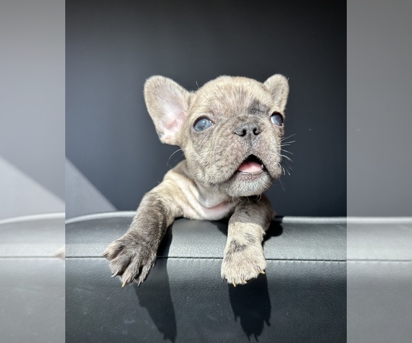 Medium Photo #1  Breeder Profile in MONROVIA, CA, USA