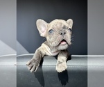 Small breeder photo