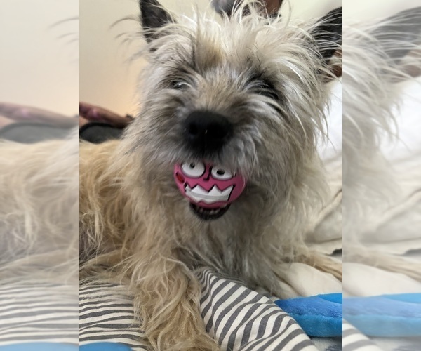Medium Photo #40  Breeder Profile in FAIR OAKS, CA, USA