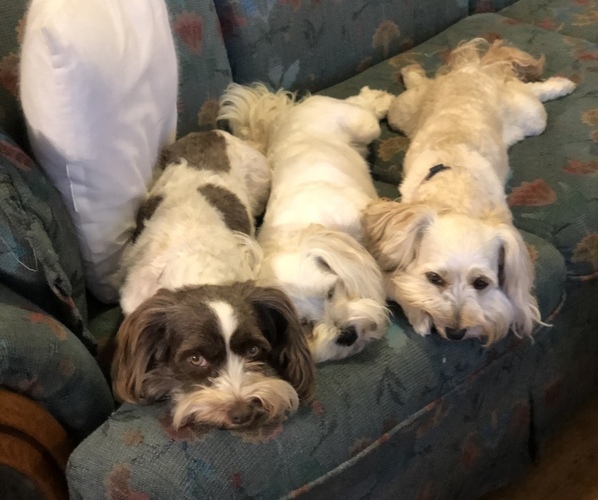 Medium Photo #1  Breeder Profile in DREXEL, MO, USA