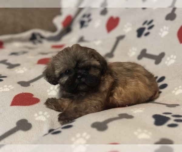 Medium Photo #6  Breeder Profile in LITHONIA, GA, USA