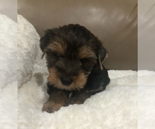 Medium Photo #2  Breeder Profile in CHESAPEAKE, VA, USA