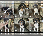Small breeder photo