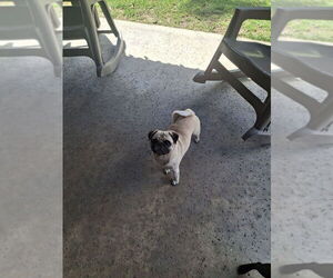 Pug Dog Breeder near RIALTO, CA, USA