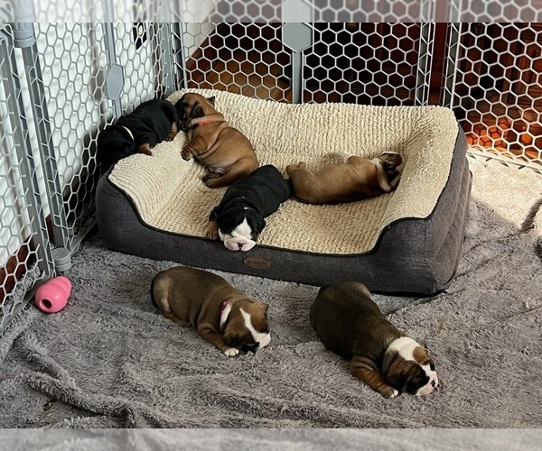 Medium Photo #3  Breeder Profile in POQUOSON, VA, USA