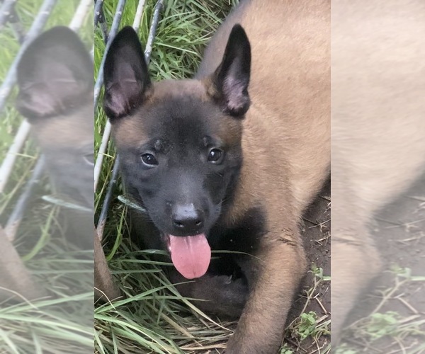 Medium Photo #8  Breeder Profile in AIKEN, SC, USA
