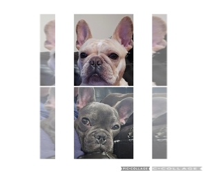 French Bulldog Dog Breeder near CLARKSVILLE, OH, USA