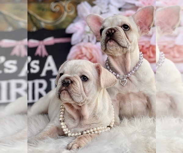 Medium Photo #1  Breeder Profile in DAYTONA BEACH, FL, USA