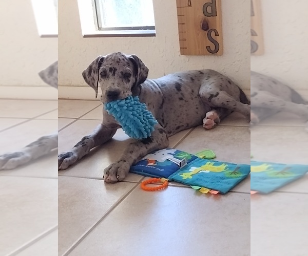 Medium Photo #1  Breeder Profile in SAFFORD, AZ, USA