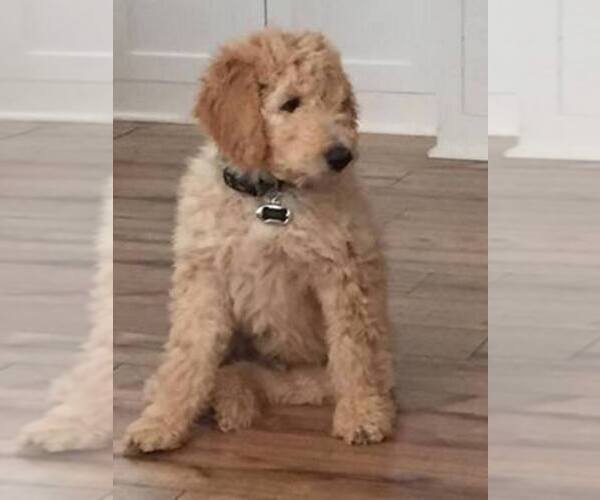 Medium Photo #1  Breeder Profile in LOVELAND, CO, USA