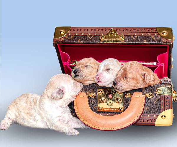 Medium Photo #2  Breeder Profile in DENVER, CO, USA