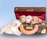 Small #1 Breeder Profile image