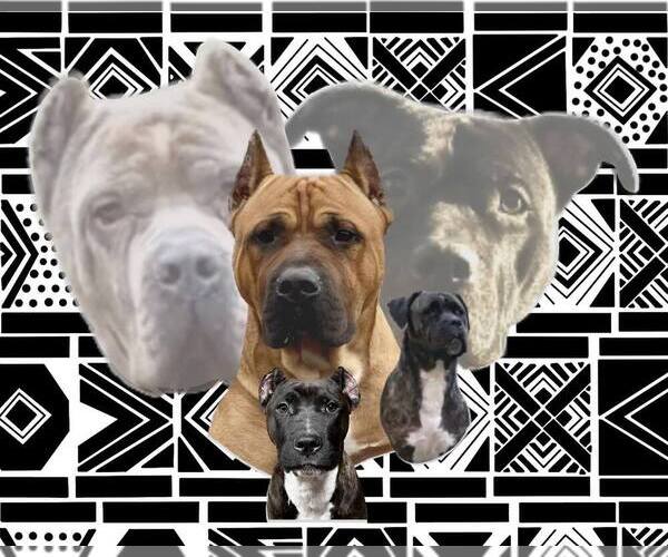 Medium Photo #1  Breeder Profile in JOLIET, IL, USA