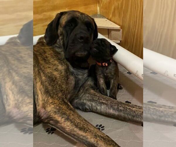 Medium Photo #1  Breeder Profile in TOPEKA, KS, USA