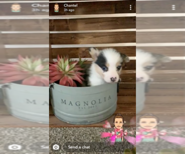 Medium Photo #1  Breeder Profile in COLUMBUS, NE, USA