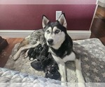 Small #1 Breeder Profile image