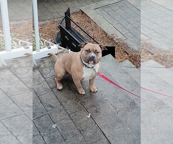 Medium Photo #5  Breeder Profile in BARNEGAT, NJ, USA