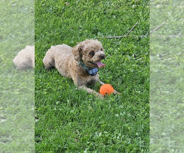 Medium Photo #2  Breeder Profile in NEENAH, WI, USA