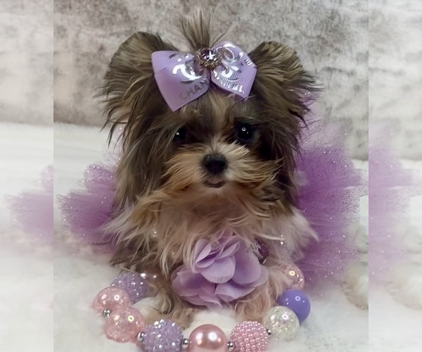 Medium Photo #11  Breeder Profile in STANTONVILLE, TN, USA