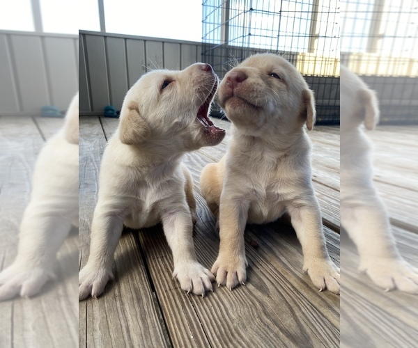 Medium Photo #1  Breeder Profile in AYDEN, NC, USA
