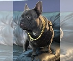 Small #26 Breeder Profile image