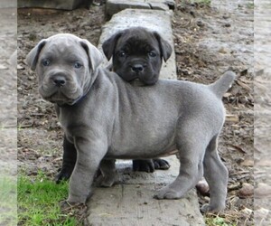 Cane Corso Dog Breeder near MEDFORD, OR, USA