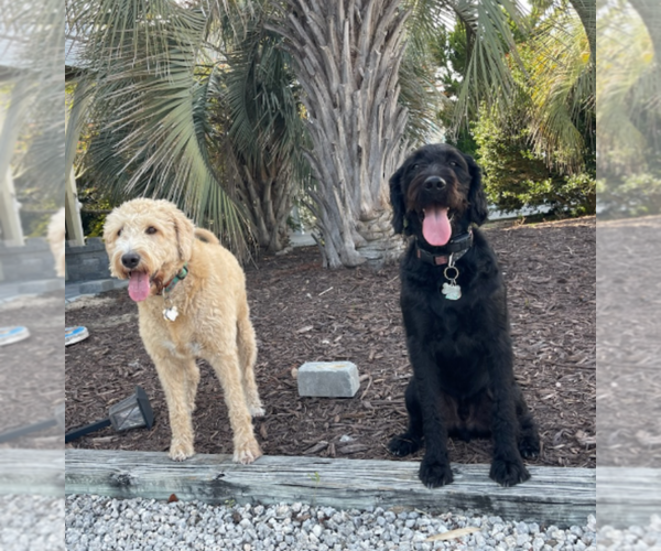 Medium Photo #1  Breeder Profile in MOMEYER, NC, USA