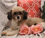 Small #33 Breeder Profile image