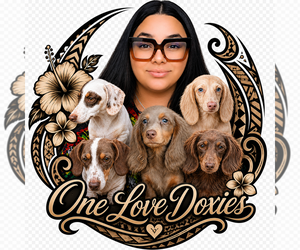 Dachshund Dog Breeder near HAWTHORNE, CA, USA