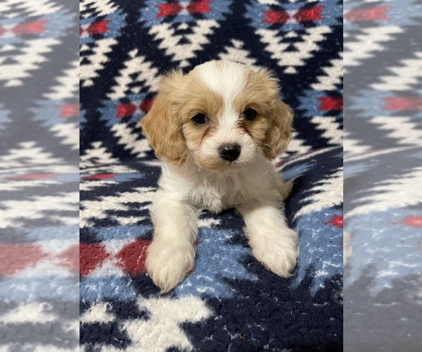 Medium Photo #1  Breeder Profile in WATKINSVILLE, GA, USA