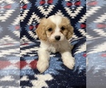 Small breeder photo