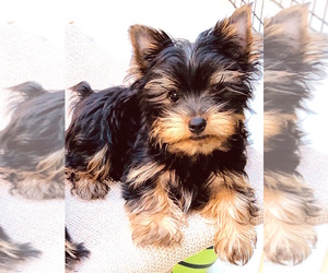 Main photo of Yorkshire Terrier Dog Breeder near STKN, CA, USA