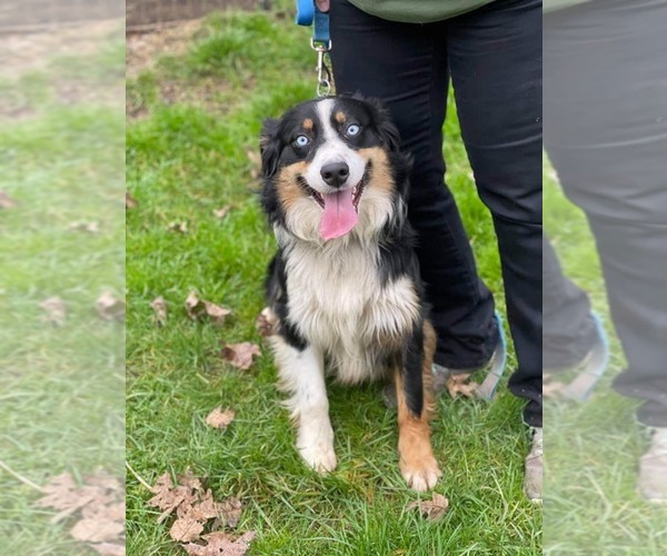 Medium Photo #11  Breeder Profile in ROSEBURG, OR, USA