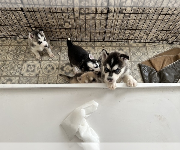 Medium Photo #1  Breeder Profile in KISSIMMEE, FL, USA