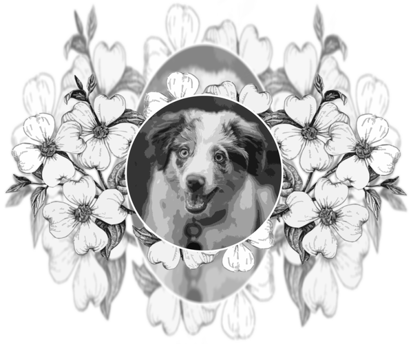 Medium Photo #1  Breeder Profile in HICKORY, NC, USA