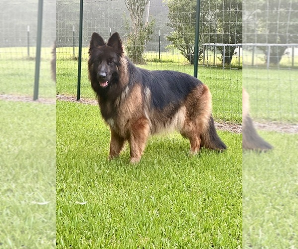 Medium Photo #19  Breeder Profile in COVINGTON, LA, USA