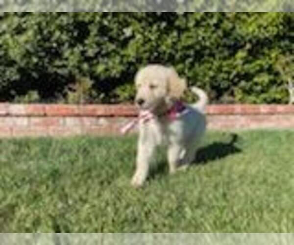 Medium Photo #6  Breeder Profile in LOOMIS, CA, USA
