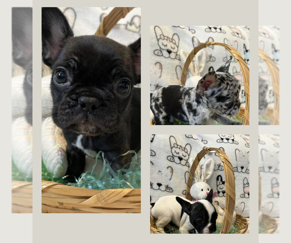 Medium Photo #1  Breeder Profile in MOUNTVILLE, PA, USA