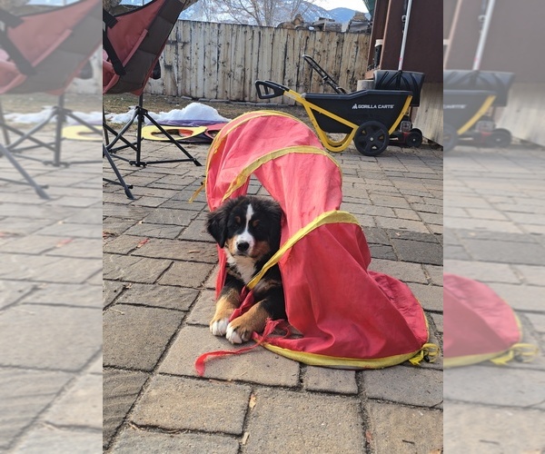 Medium Photo #5  Breeder Profile in SALMON, ID, USA