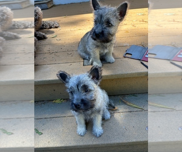 Medium Photo #18  Breeder Profile in FAIR OAKS, CA, USA